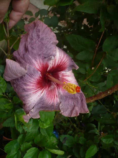 P1420242 - HIBISCUSI 2019-2