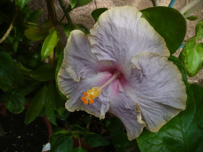 P1420243 - HIBISCUSI 2019-2