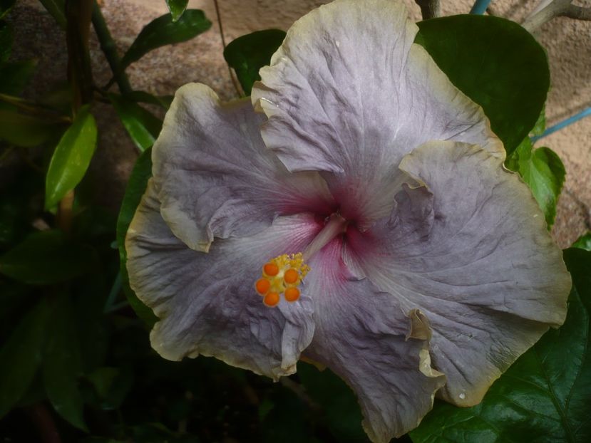 P1420244 - HIBISCUSI 2019-2
