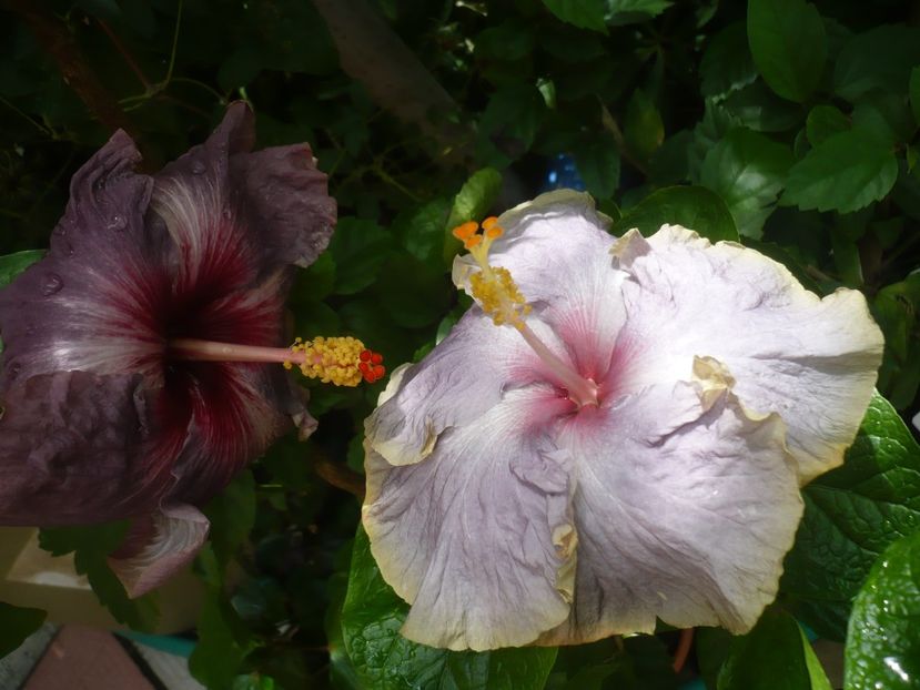 P1420245 - HIBISCUSI 2019-2