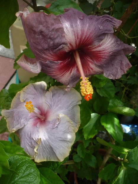 P1420246 - HIBISCUSI 2019-2