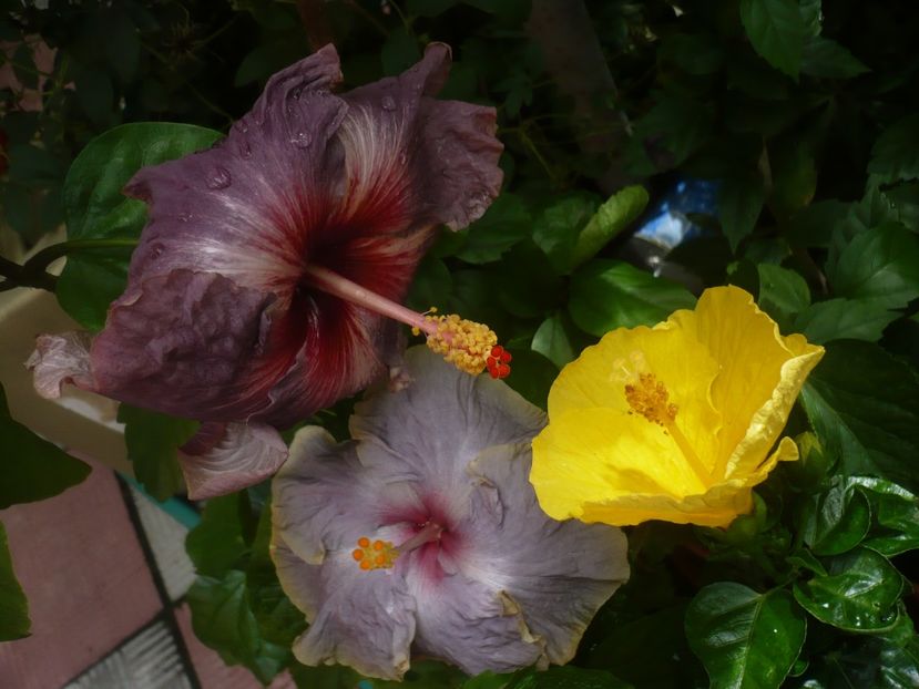 P1420247 - HIBISCUSI 2019-2