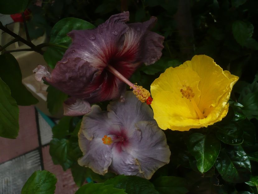 P1420248 - HIBISCUSI 2019-2