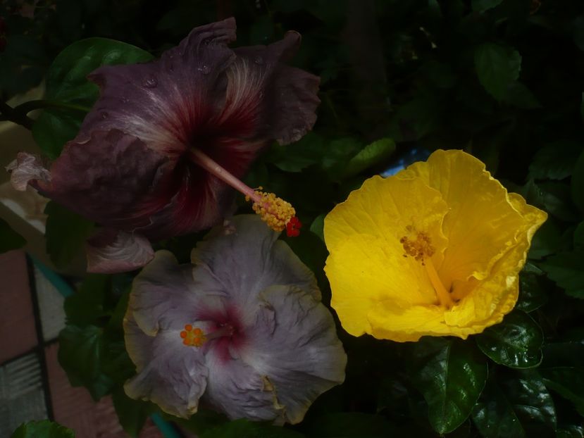 P1420249 - HIBISCUSI 2019-2