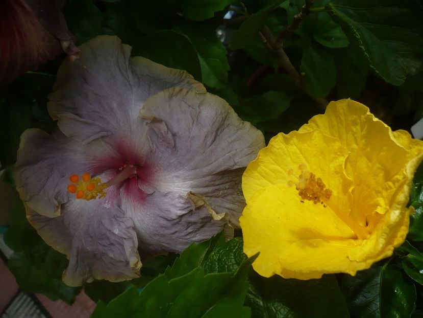 P1420250 - HIBISCUSI 2019-2