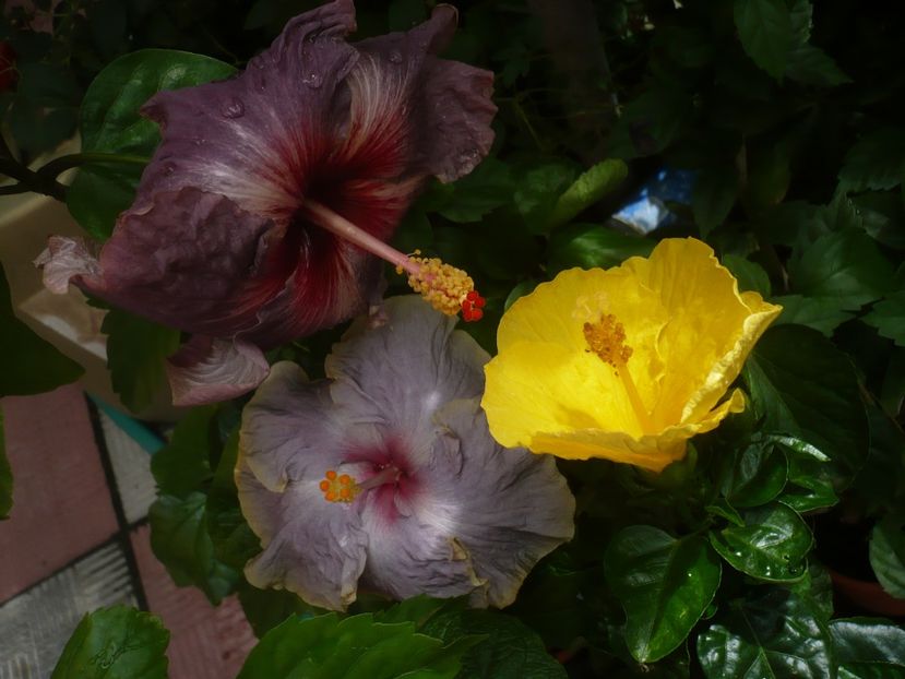 P1420252 - HIBISCUSI 2019-2