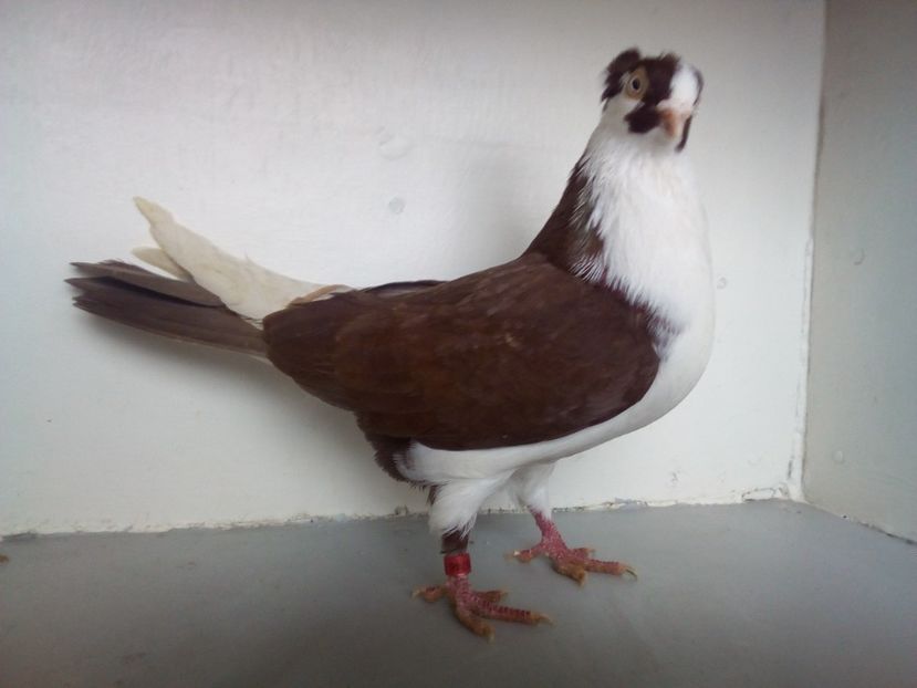  - PORUMBEI CARE MI AU APARTINUT