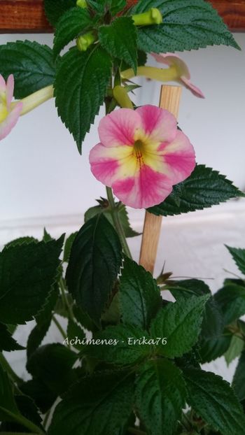 2019 - Stravberry Lemon