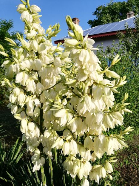  - Yucca de gradina