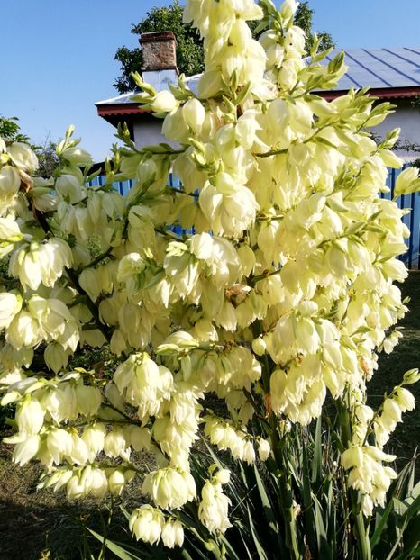  - Yucca de gradina