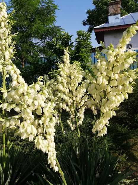  - Yucca de gradina