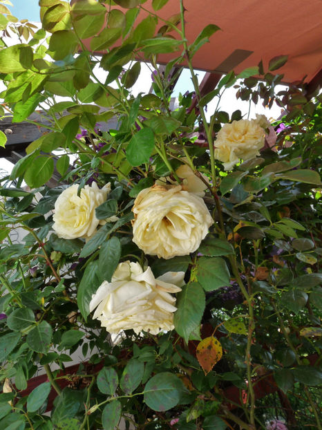 34-38°C la umbra! - Tc_Ee