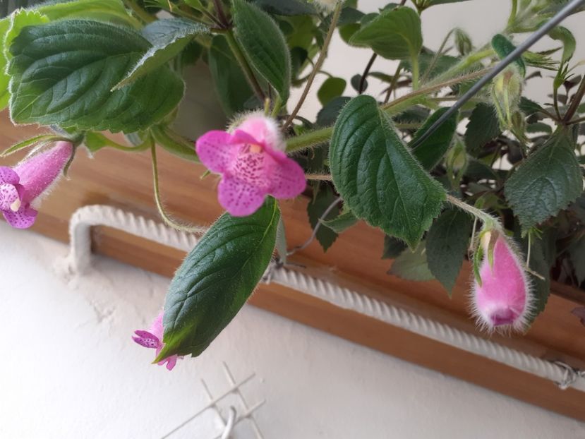 SEEMANNIA GYMNOSTOMA - AA RIZOMI ACHIMENES 2022
