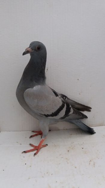 vandut - De vanzare voiajori pui 2019