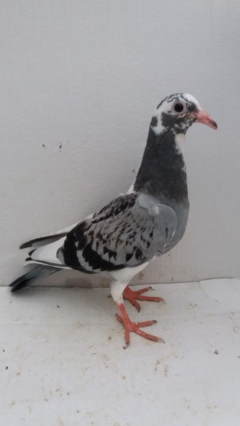 vandut - De vanzare voiajori pui 2019