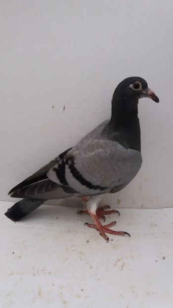vandut - De vanzare voiajori pui 2019