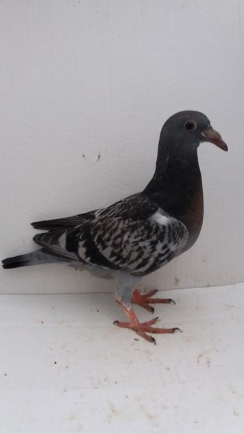 vandut - De vanzare voiajori pui 2019