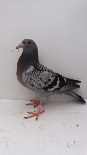 vandut - De vanzare voiajori pui 2019