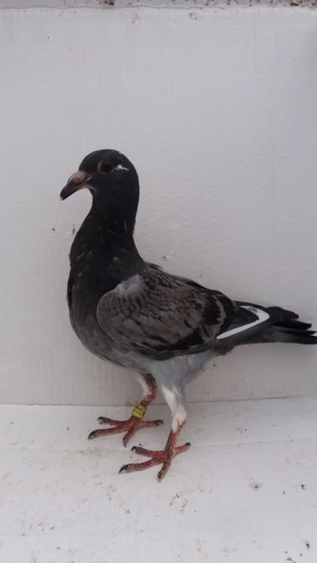 vandut - De vanzare voiajori pui 2019