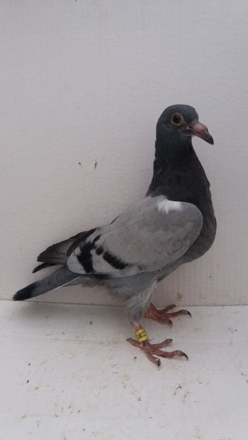 vandut - De vanzare voiajori pui 2019