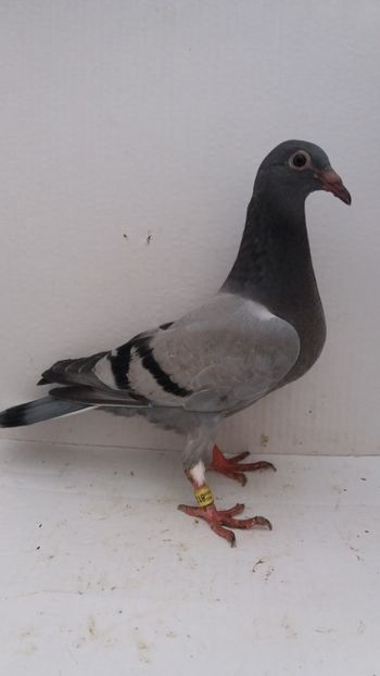 vandut - De vanzare voiajori pui 2019