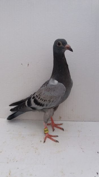 vandut - De vanzare voiajori pui 2019
