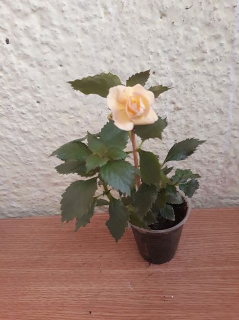 2019 - 0001 2022 - RF s Tropicana