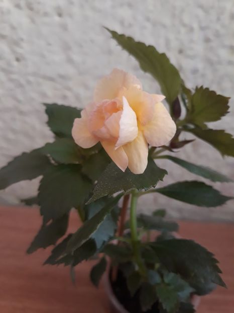  - 0001 2022 - RF s Tropicana