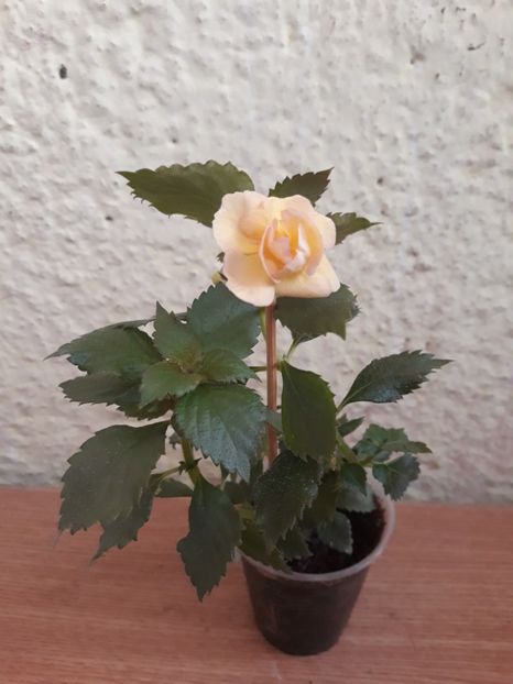  - 0001 2022 - RF s Tropicana