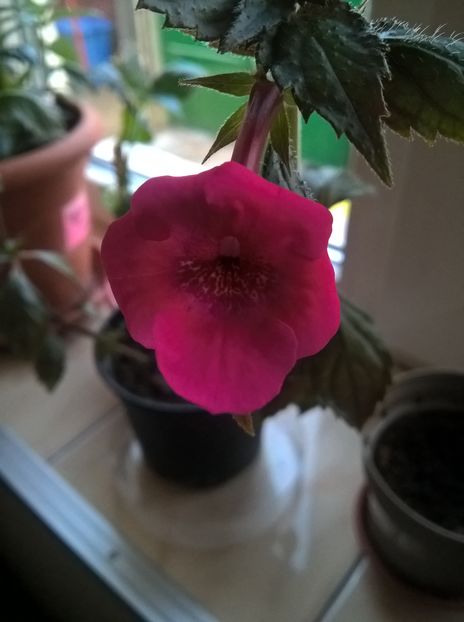 Candy Shop - Achimenes si Achimenantha 2019