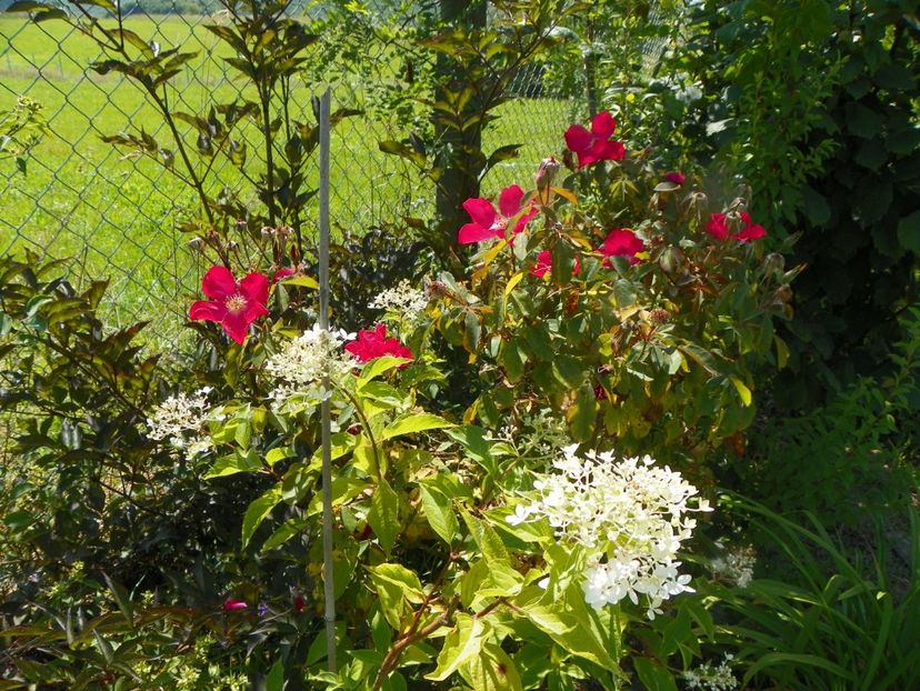 Rose of Picardy - Trandafiri 2019 4