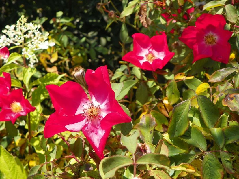 Rose of Picardy - Trandafiri 2019 4