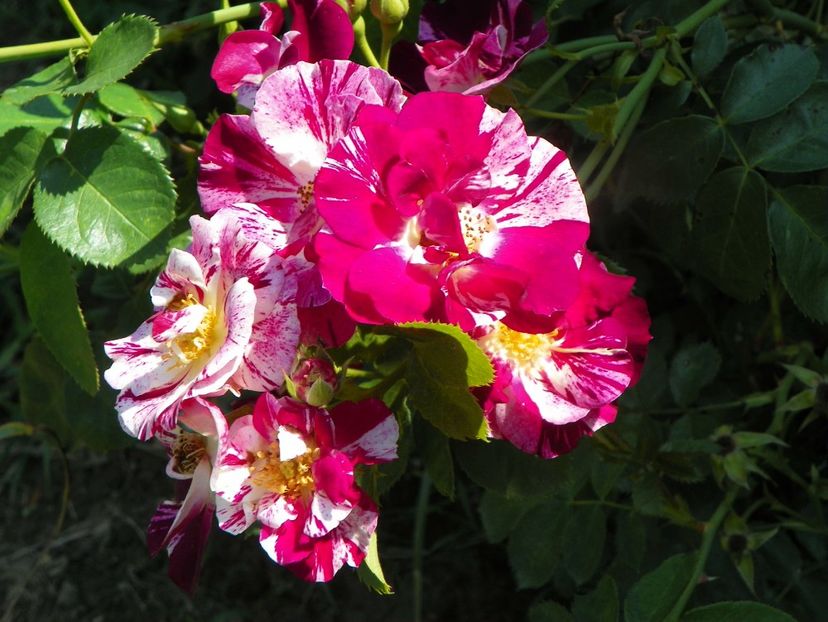 Purple Splash - Trandafiri 2019 4