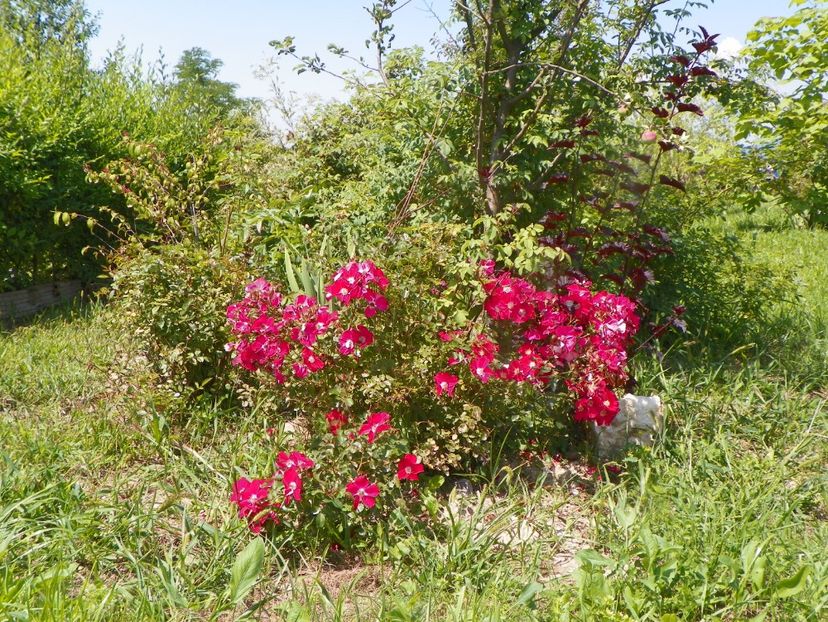 Candia Meillandecor - Trandafiri 2019 4