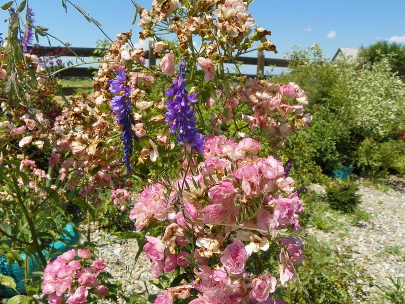 Heavenly Pink - Trandafiri 2019 4