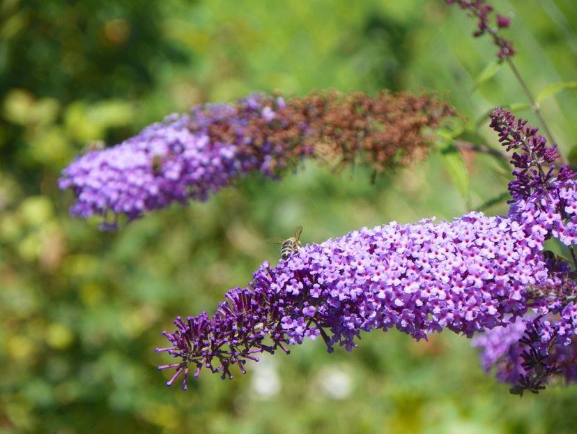 buddleja Empire Blue - Dobarland 2019 3