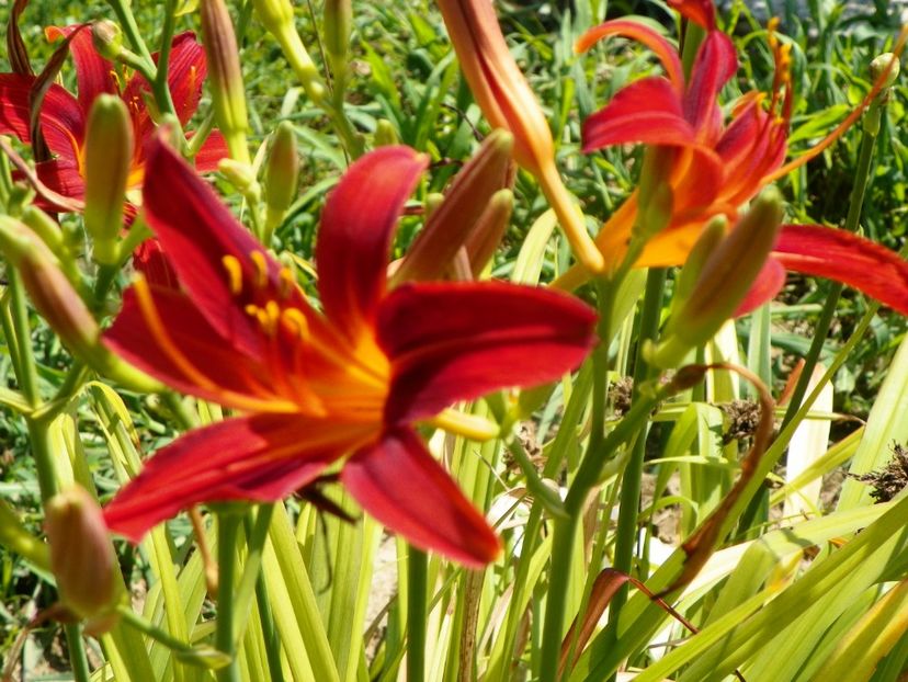 hemerocallis Crimson Pirate - Dobarland 2019 3