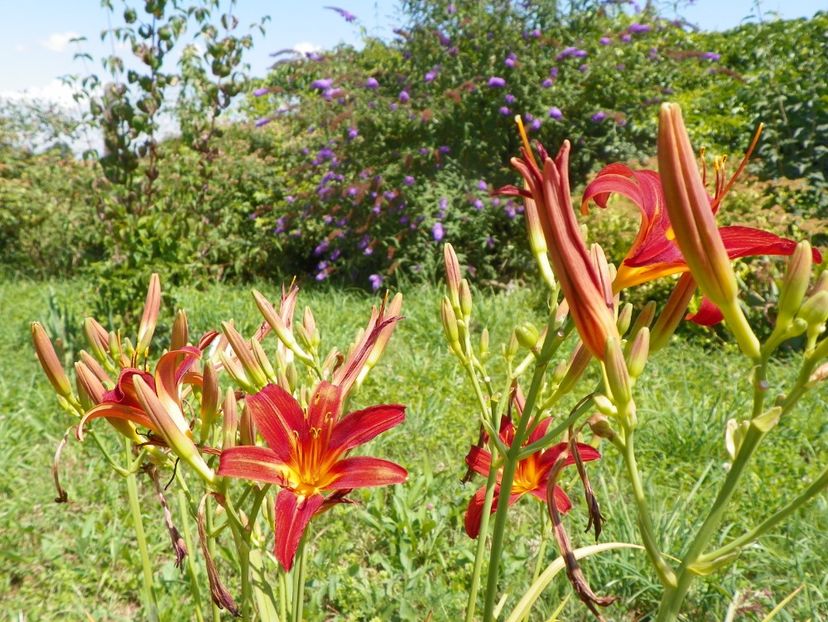 hemerocallis Crimson Pirate - Dobarland 2019 3