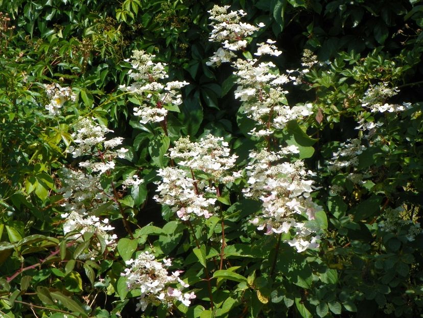 hydrangea pan. Wim's Red - Dobarland 2019 3
