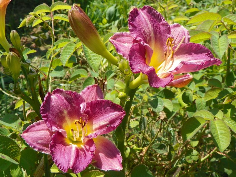 hemerocallis Entrapment - Dobarland 2019 3