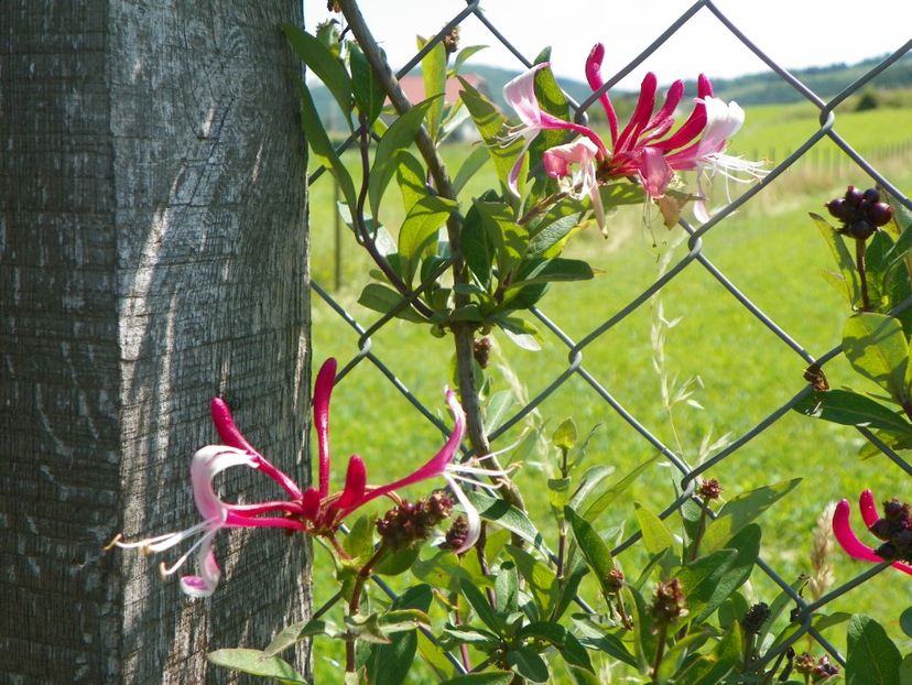 lonicera Serotina - Dobarland 2019 3