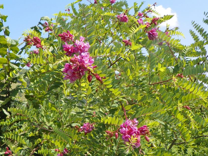 robinia hispida - Dobarland 2019 3
