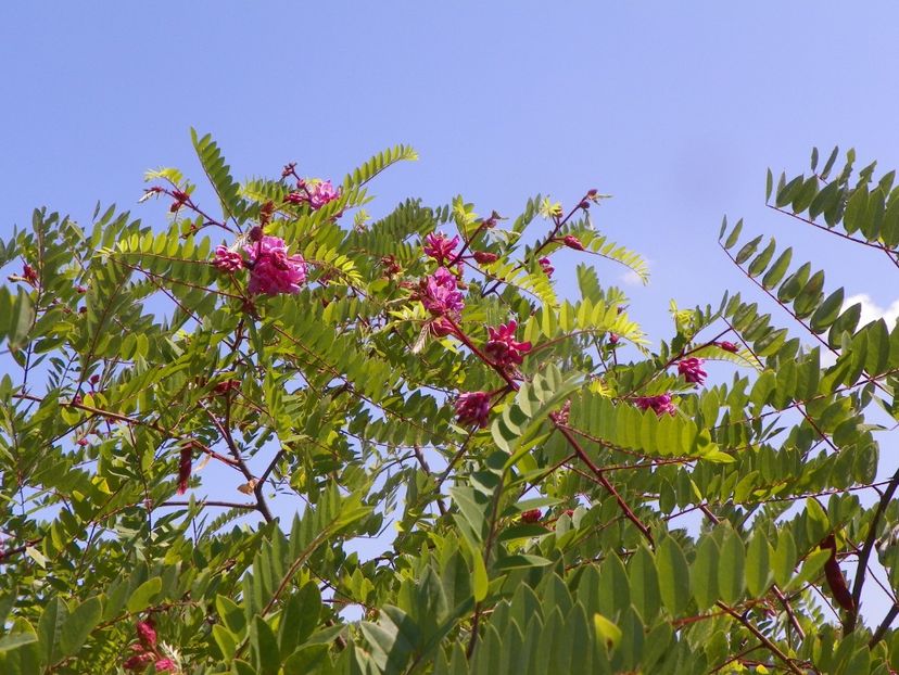 robinia hispida - Dobarland 2019 3