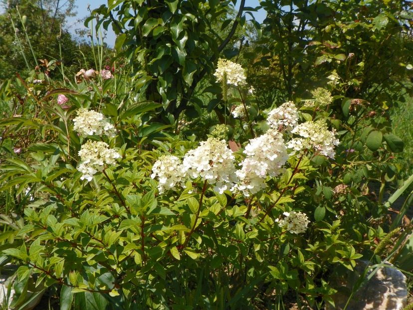 hydrangea pan. Polar Bear - Dobarland 2019 3