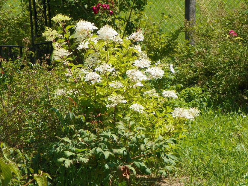 hydrangea pan. Phantom - Dobarland 2019 3