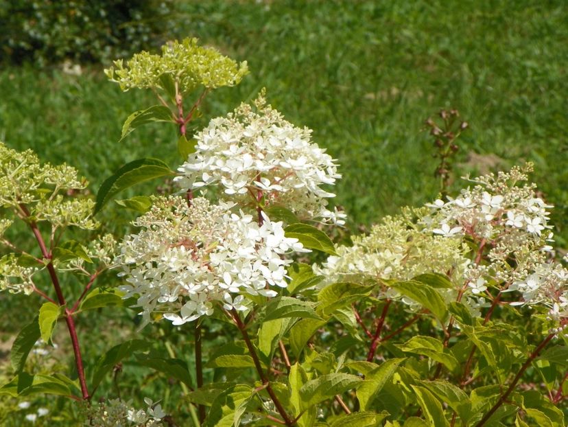 hydrangea pan. Phantom - Dobarland 2019 3