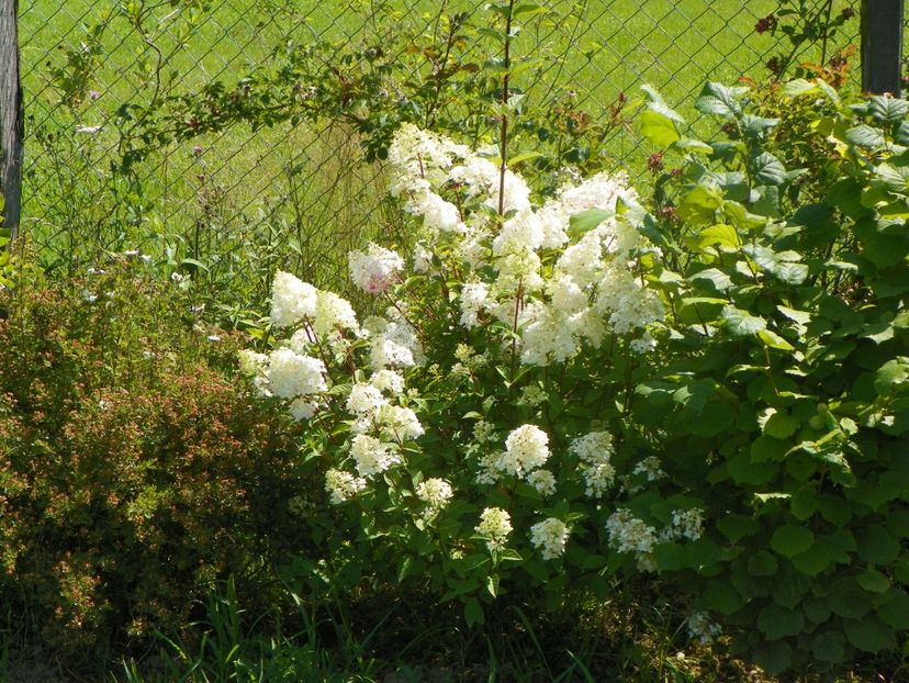 hydrangea pan. Sundae Fraise - Dobarland 2019 3