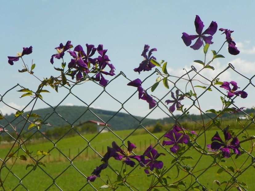 clematis Etoile Violette - Dobarland 2019 3