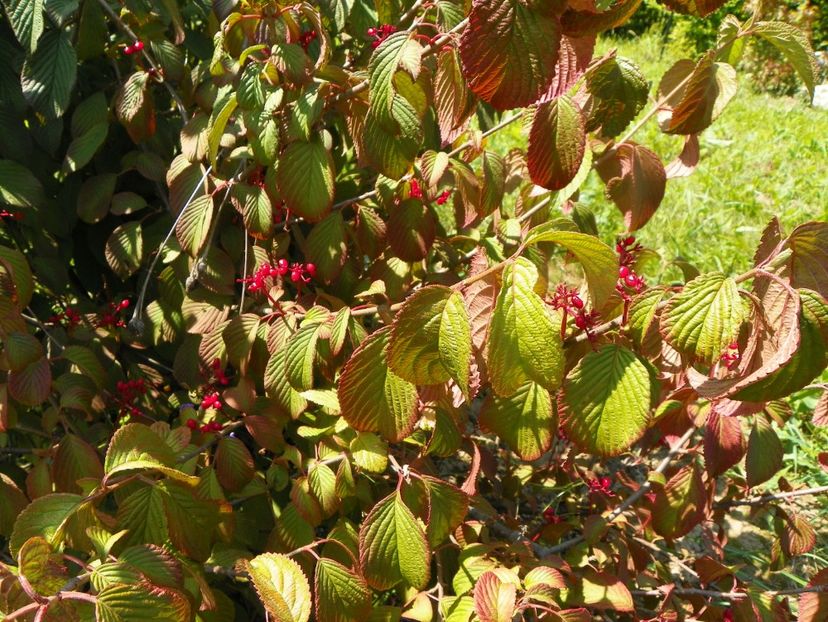 viburnum tomentosum - Dobarland 2019 3