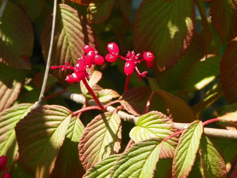 viburnum tomentosum - Dobarland 2019 3